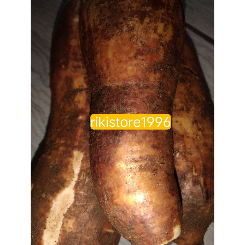 

Umbi singkong karet segar 500 gram az