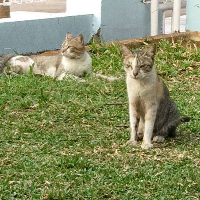 nur29janah