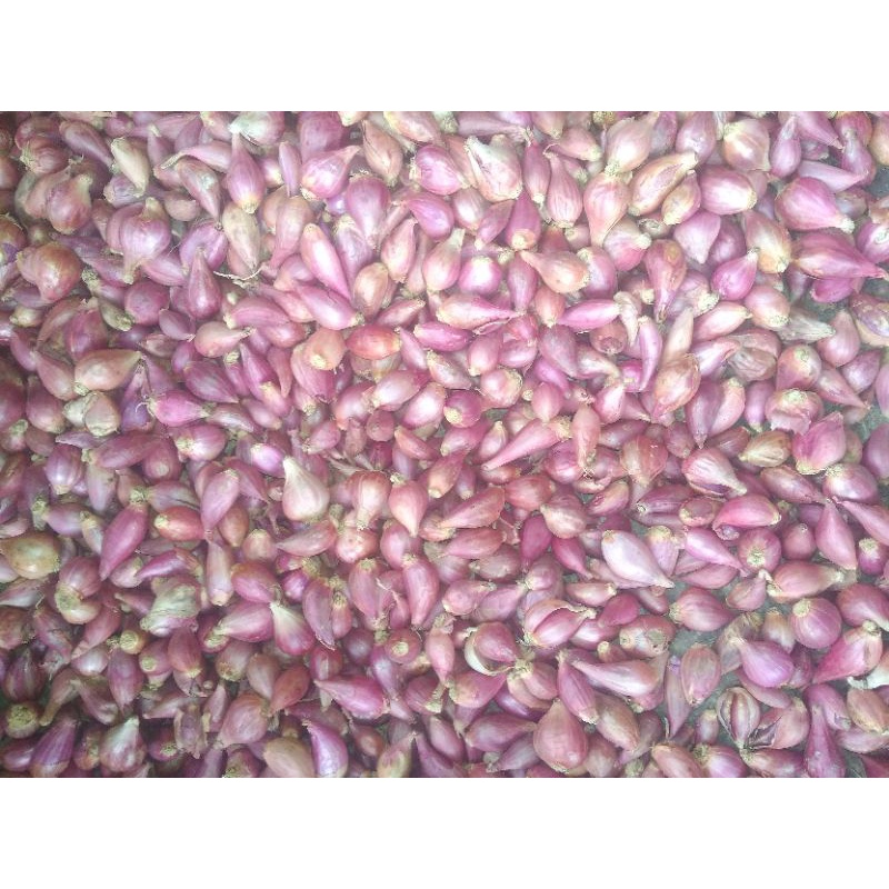 

Bawang merah brebes-kecil