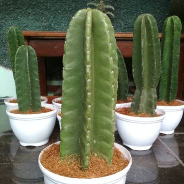 Kaktus Koboi Koboy Kaktus Belimbing 40cm 20cm Besar Kaktus Koboi Koboy Kaktus Belimbing 40cm 20cm Besar