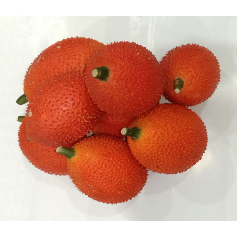 

Gacfruit / Buah Gac / Gac Fruit
