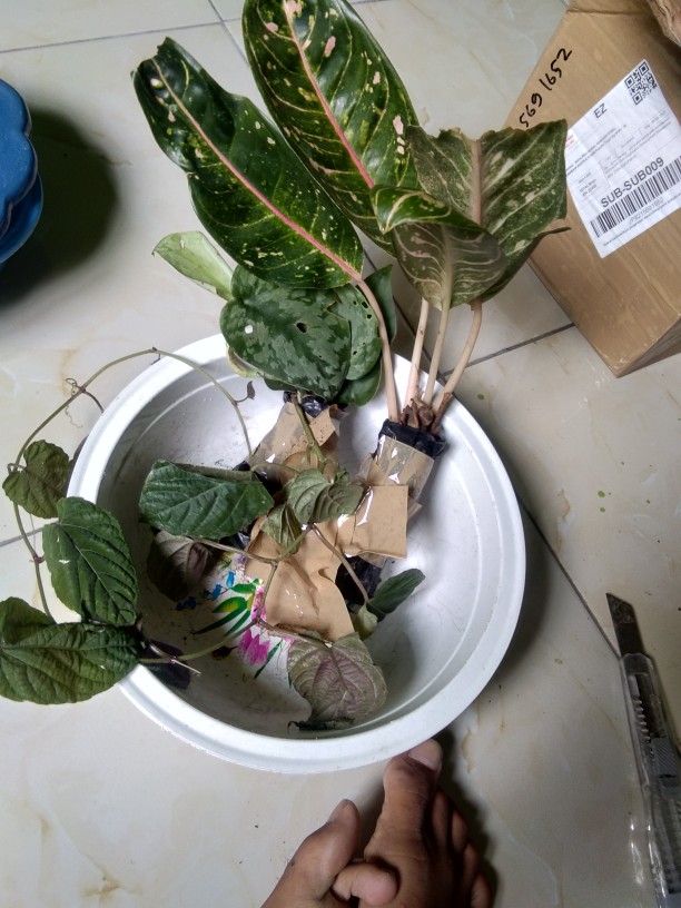 Scindapsus Exotica/sirih Silver