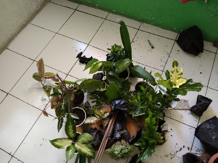 Tanaman Hias Bunga Asoka Jepang