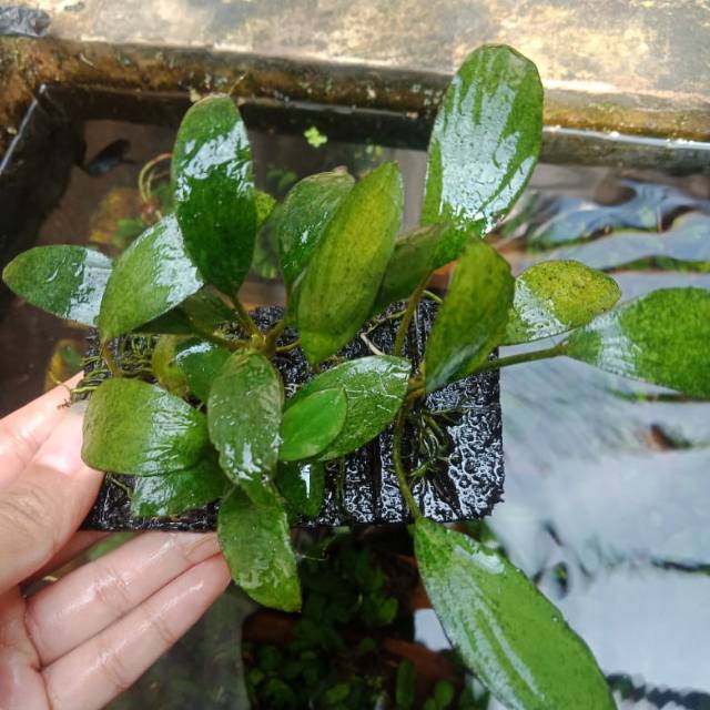 

pakis anobias sp