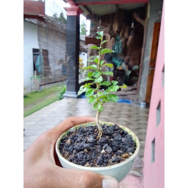 Bonsai Hokianti mikro import bibit
