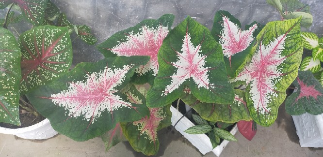 Pajangan Hiasan Dinding Walldecor Bunga Flower Ruang Tamu Rumah Dekorasi Kamar Tidur Shabby Chic Sqp