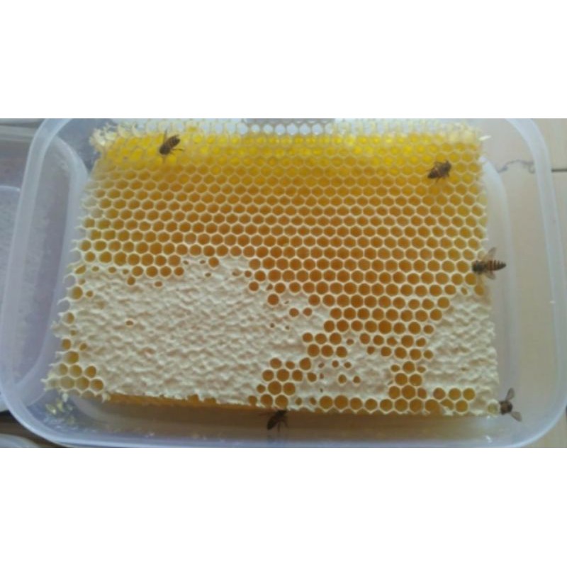 

MADU SARANG ASLI 500 gram