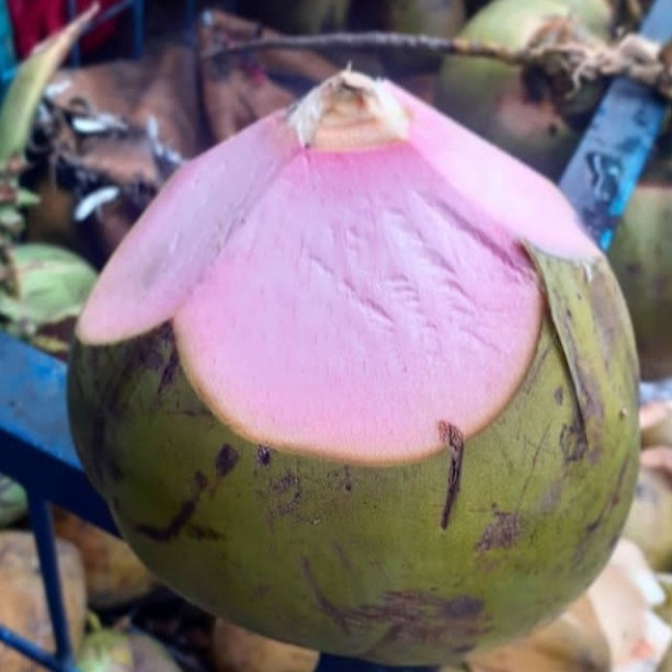 

kelapa ijo serat merah/ kelapa hijau / kelapa obat / kelapa Wulung (BERKUALITAS)