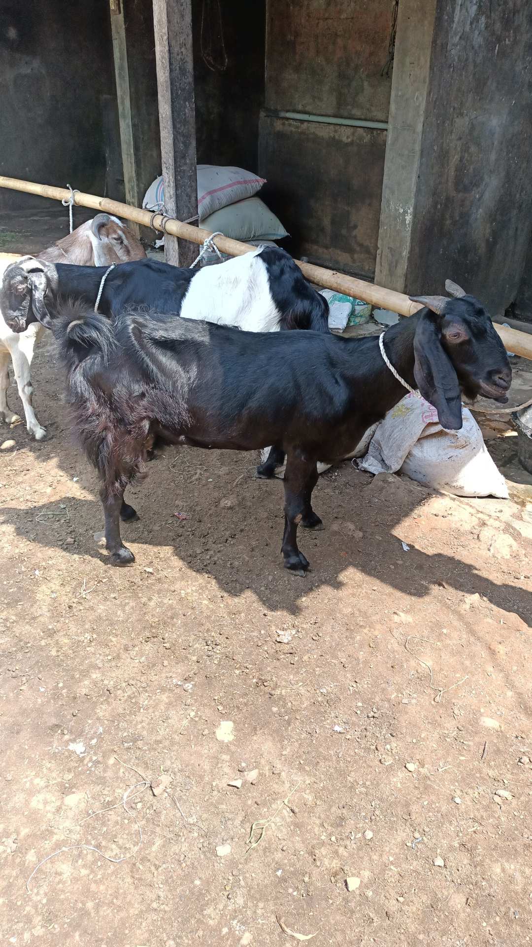 Terlaris Serut Genes Jelita Tunic Navbor Yelbor Whitbor Creambor Tunik Batik Modern Hrb030 Dolbi Dob