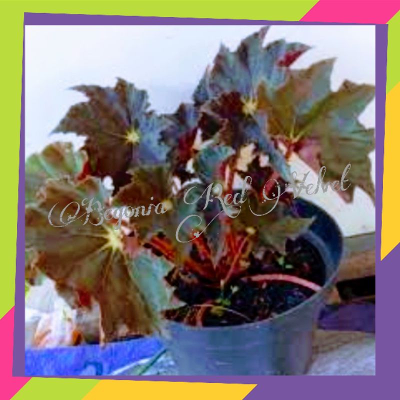 Bunga Begonia Red Velvet