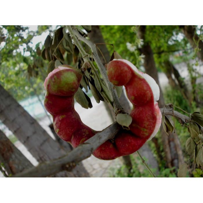 

Harga per pack_ biji benih buah Asem londo promo / 10 biji