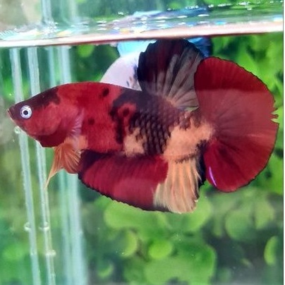 HIASAN CUPANG GIANT BLACK KOI