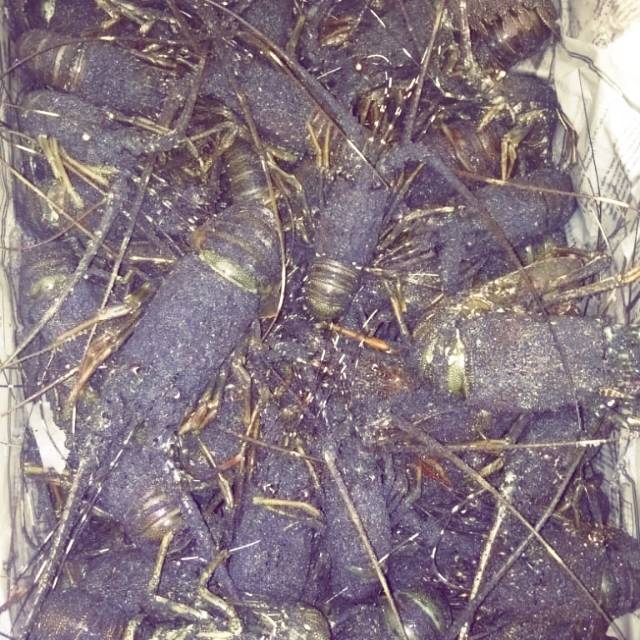 

Jual lobster dan gurita