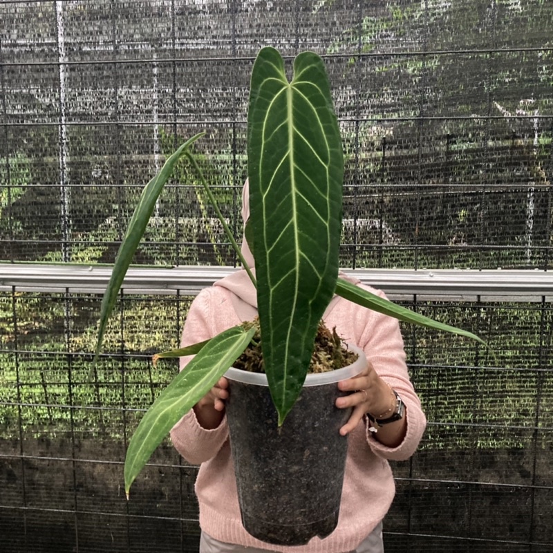 Anthurium Lidah gajah