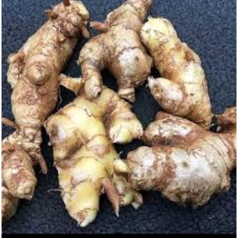 

500gr lempuyang lampuyang segar