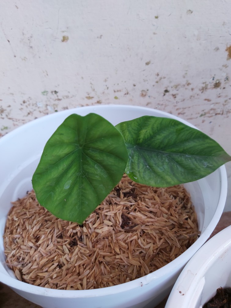 Alocasia Green Shield ( Cylpeolata )