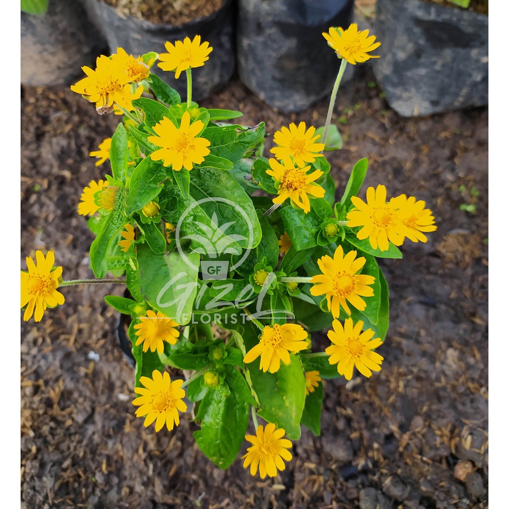 

Bunga Seribu bintang/yellow butter daisy