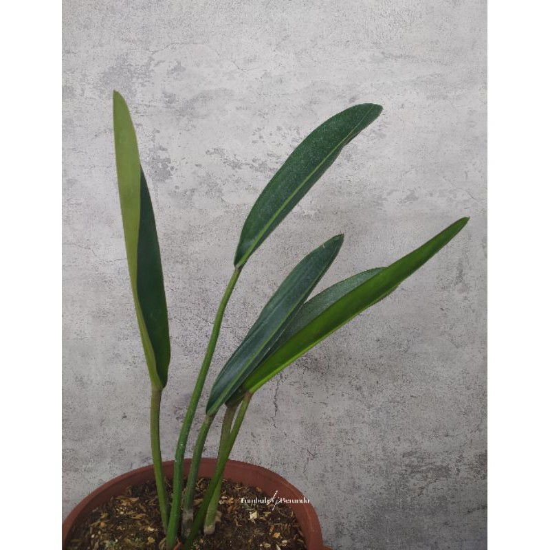 Philodendron Callosum - tumbuhdiberanda