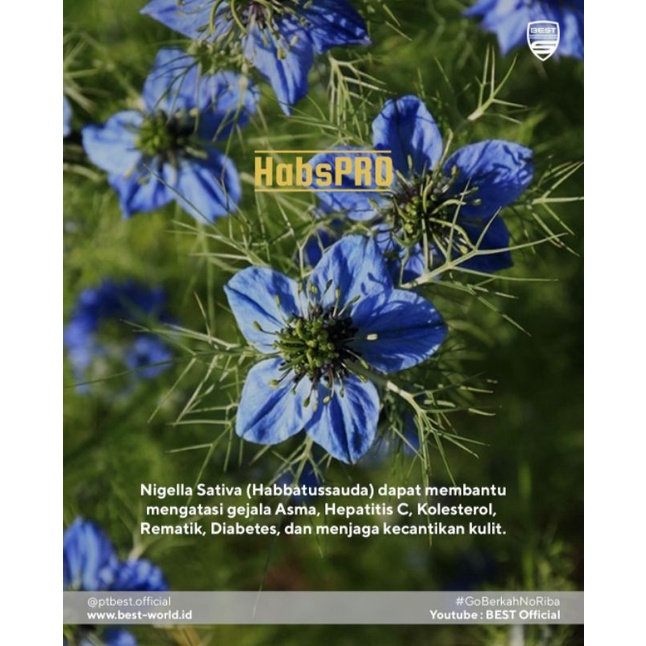 HABSPRO ORIGINAL 100% extract Habbatussauda,Propolis, Bee Polen