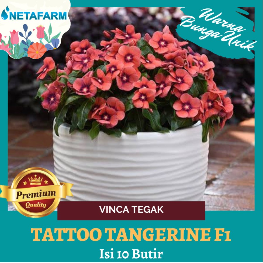 Benih BIji Bibit Bunga Vinca Tegak Tatto Tangerine F1 - 10 Butir