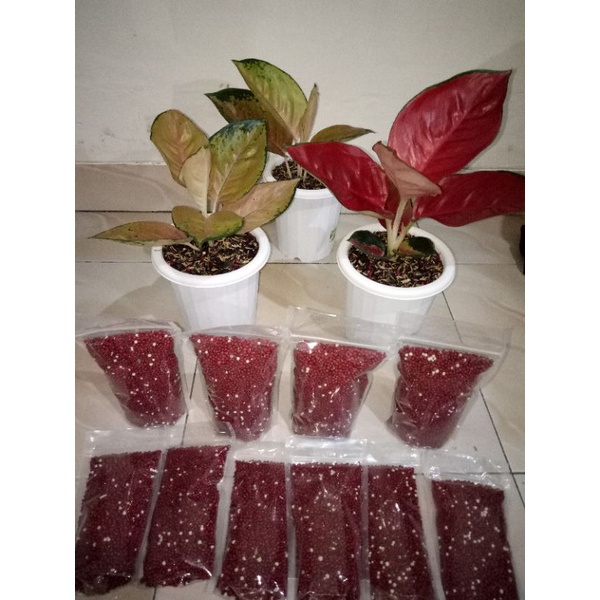 pupuk aglonema merah SR 500 gram