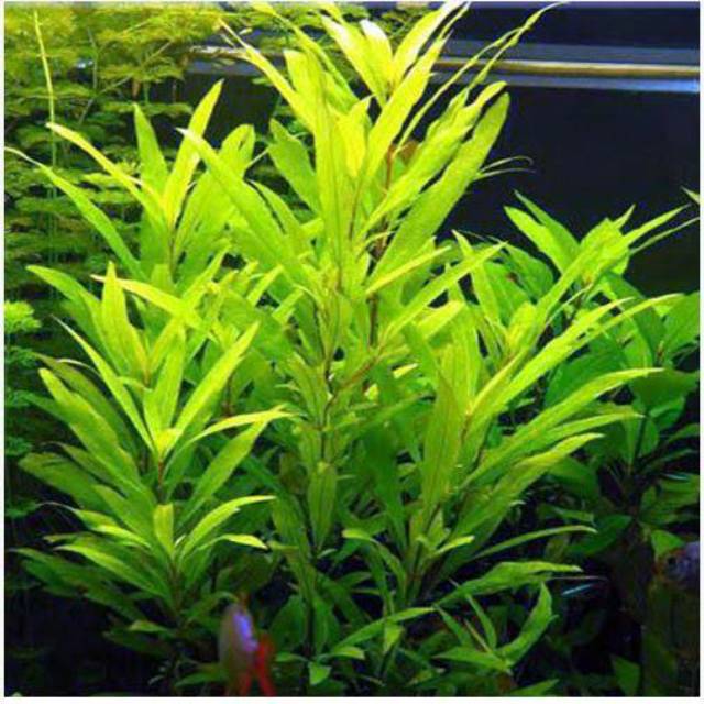  Hygrophila  siamensis tanaman  aquascape Shopee Indonesia