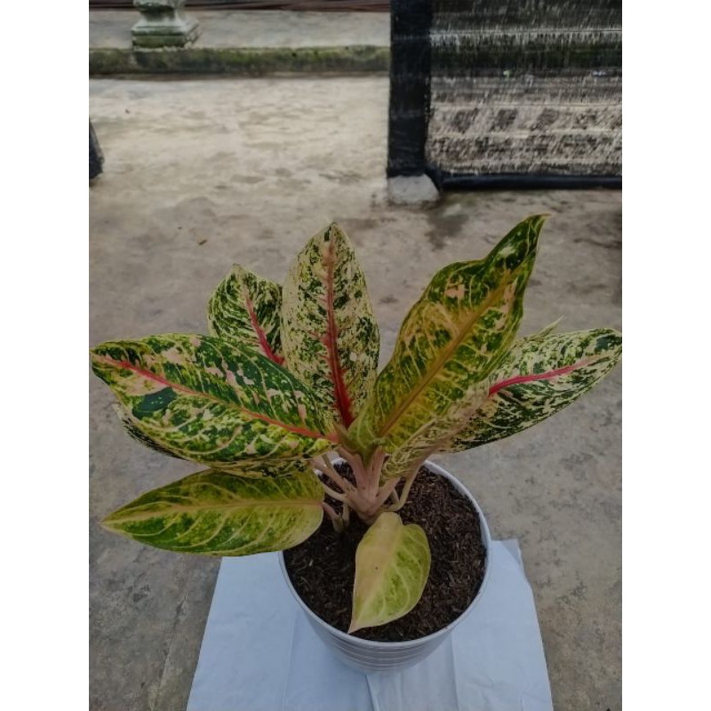 Aglaonema donacarmen mutasi