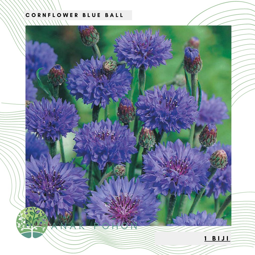 Benih Bibit Biji - Bunga Cornflower Blue Ball (Centaurea cyanus) Flower Seeds - IMPORT