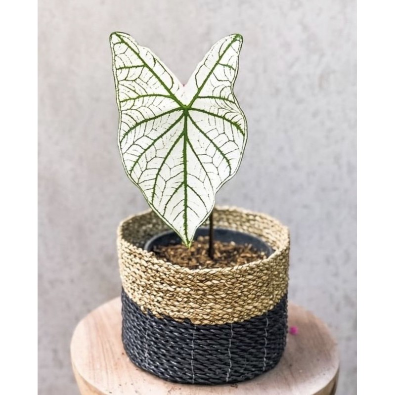 Tanaman hias keladi putih-keladi-tanaman hidup-bunga hidup-bunga hiasan rumah- caladium-keladi