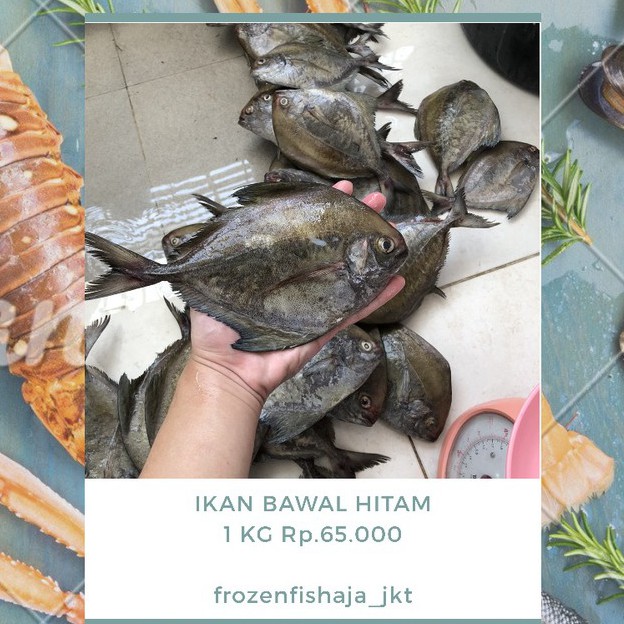

IKAN BAWAL HITAM / FROZEN / 1KG