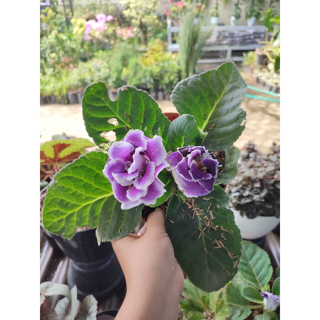 Bibit Tanaman Bunga Glosinia Tanaman Hias Bunga Glosini Bunga Jely Cantik