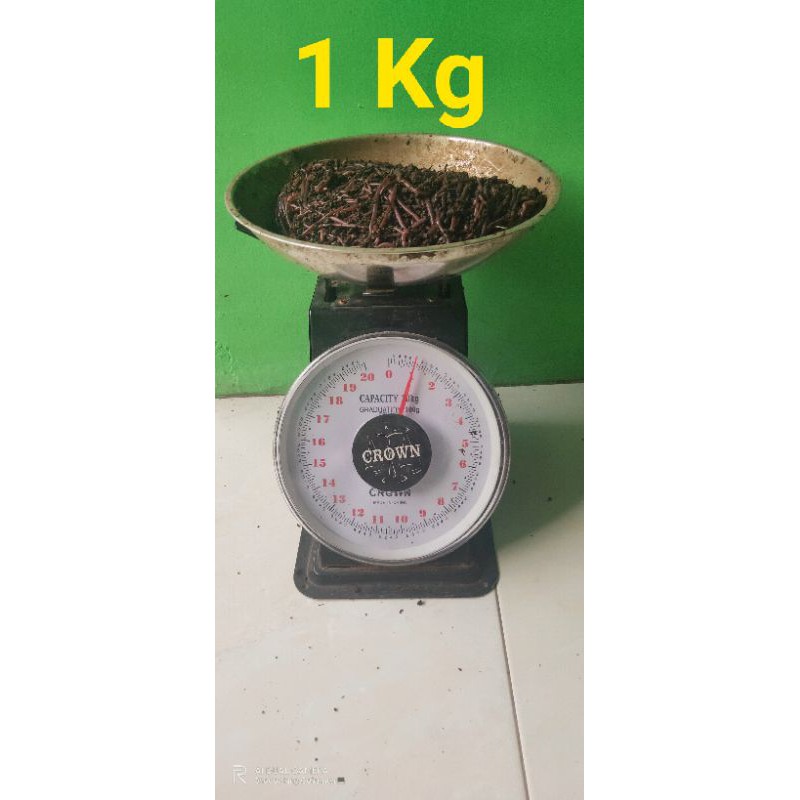 Cacing tanah / cacing merah / cacing ANC