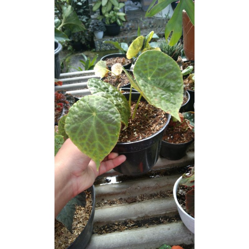 Tanaman hias begonia Kerupuk rimbun