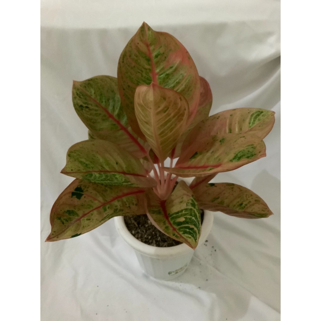 Romantic Love Aglonema