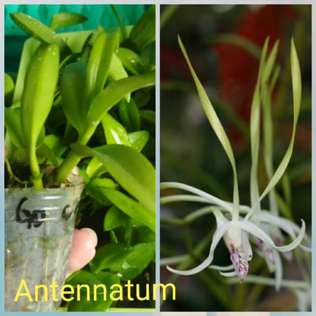 Seedling Dendrobium Antennatum long horn