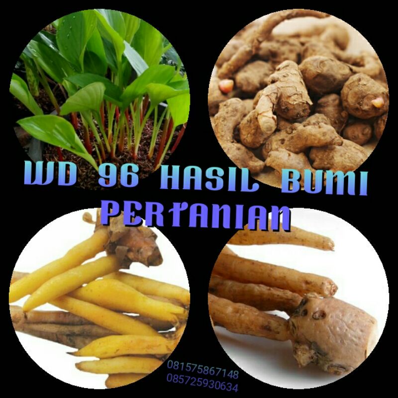 Temu Kunci segar