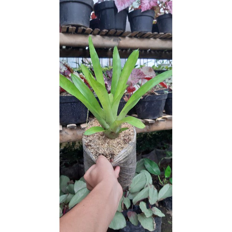 Bromelia Hijau