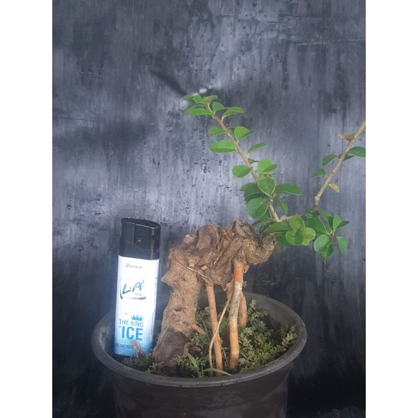 Bonsai/Mame/Bonsai Mame Sisir
