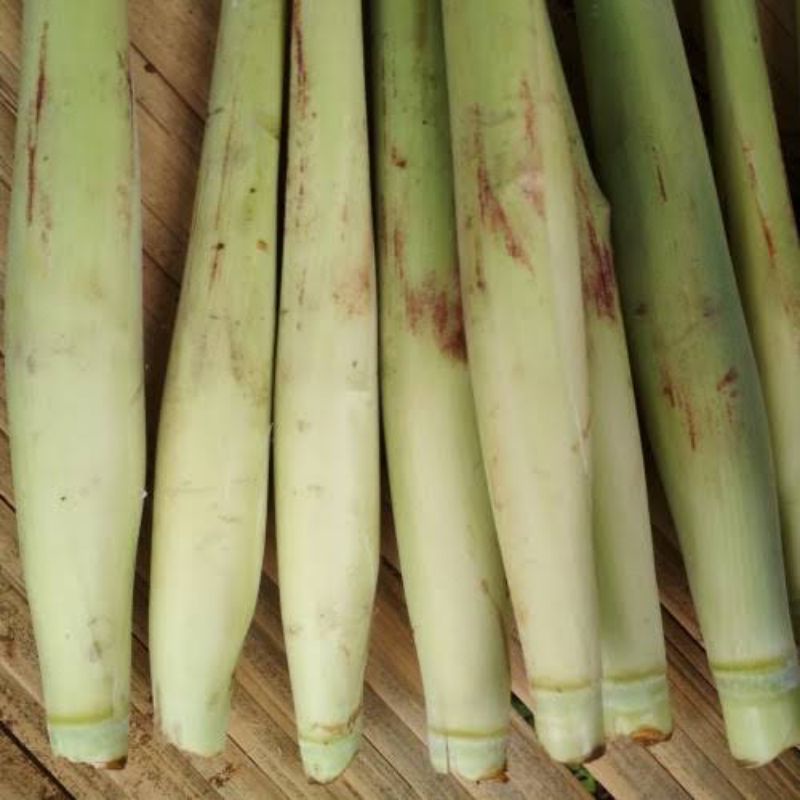 

terubuk sayur