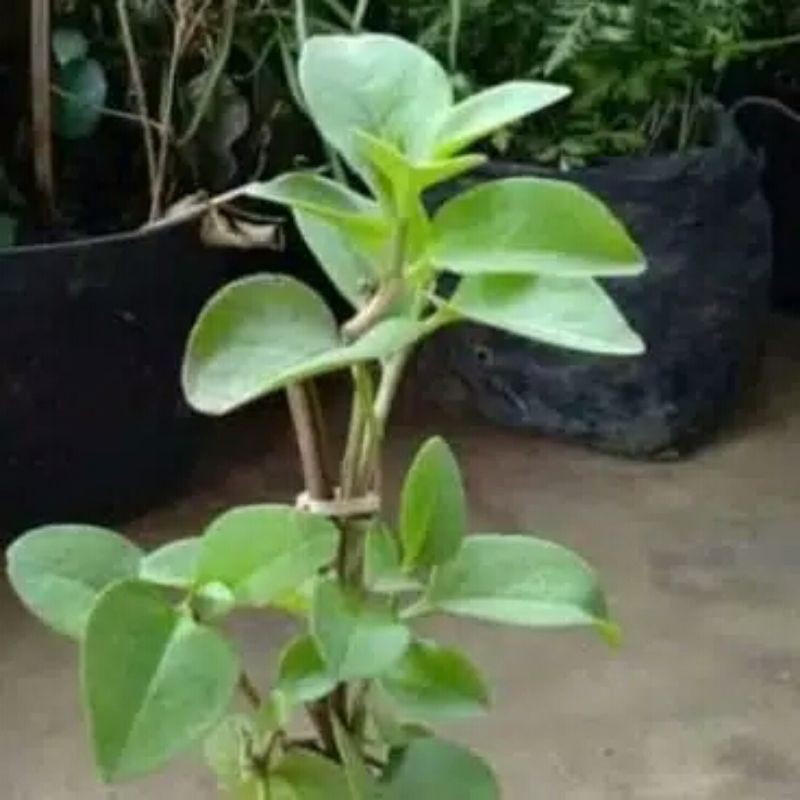 Tanaman herbal Binahong - Pohon Binahong