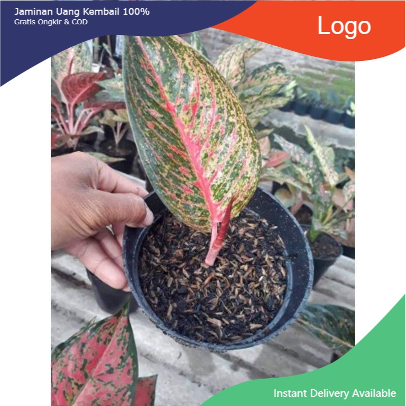 NEW BABY (ANAKAN) - tanaman hias aglonema Tiara daun 1-3 D 1~3 ( 100% ORI)