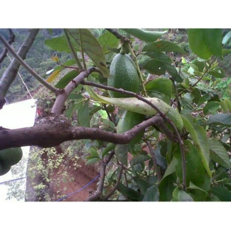 

BENALU ALPUKAT SEGAR