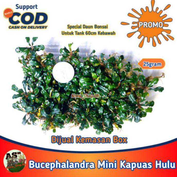 BUCE BUCEPHALANDRA SUPER MINI KAPUAS HULU CLUMP UNTUK BONSAI AQUASCAPE