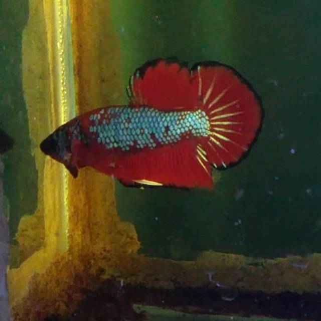 Ikan Cupang Kode B sesuai gambar