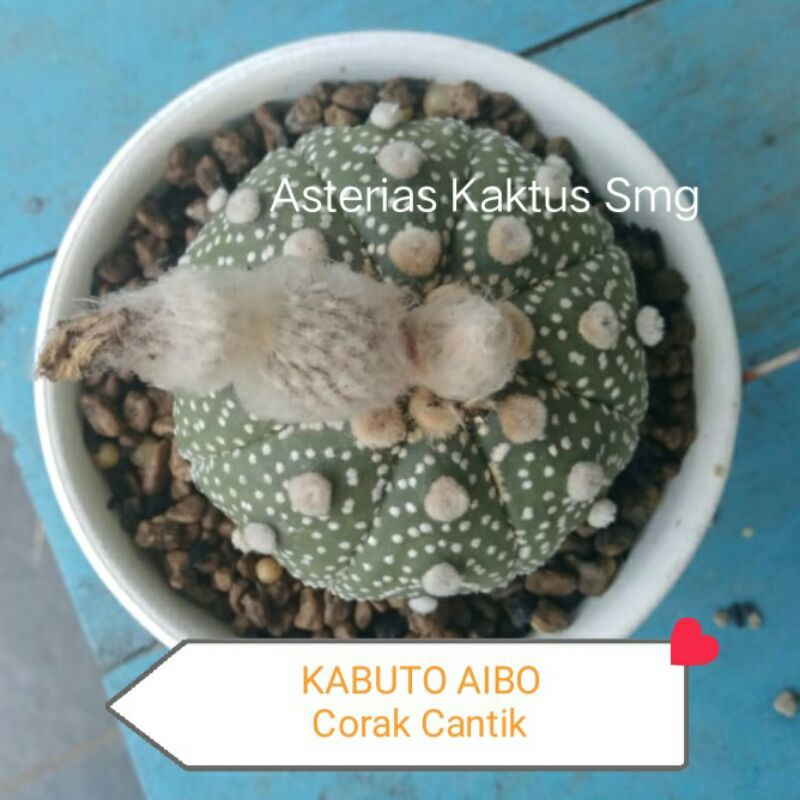 Biji Kaktus Astro Asterias Kabuto OIBO
