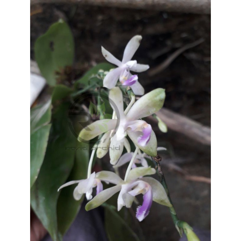 Phalaenopsis Modesta spesies Kalimantan selatan