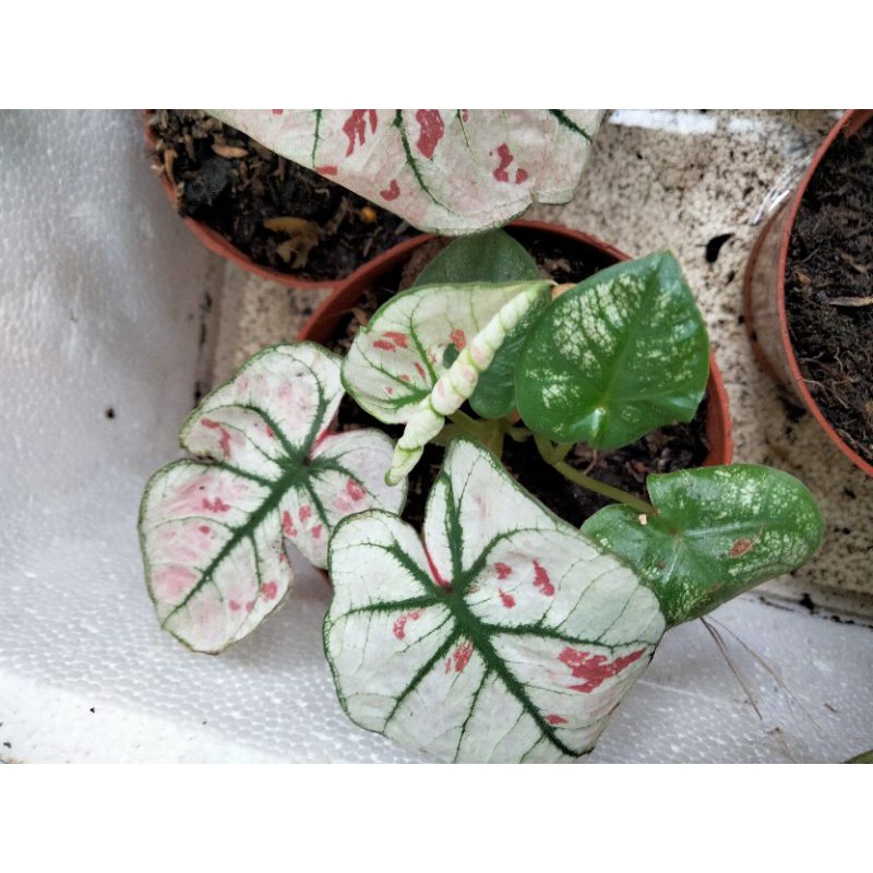 Tanaman Hias Caladium Pink Guava / Keladi Pink Guava