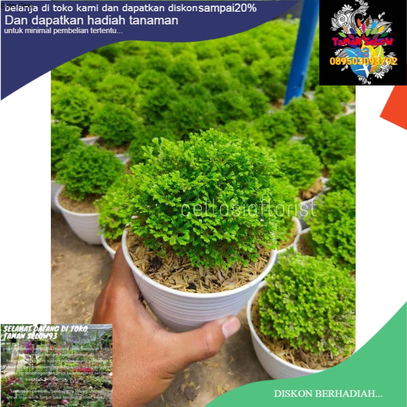 pohon lumut ambon mini-lumut ambon papua