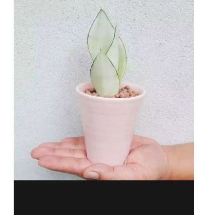 Tanaman hias sanseviera mounsine/sanseviera moonsen