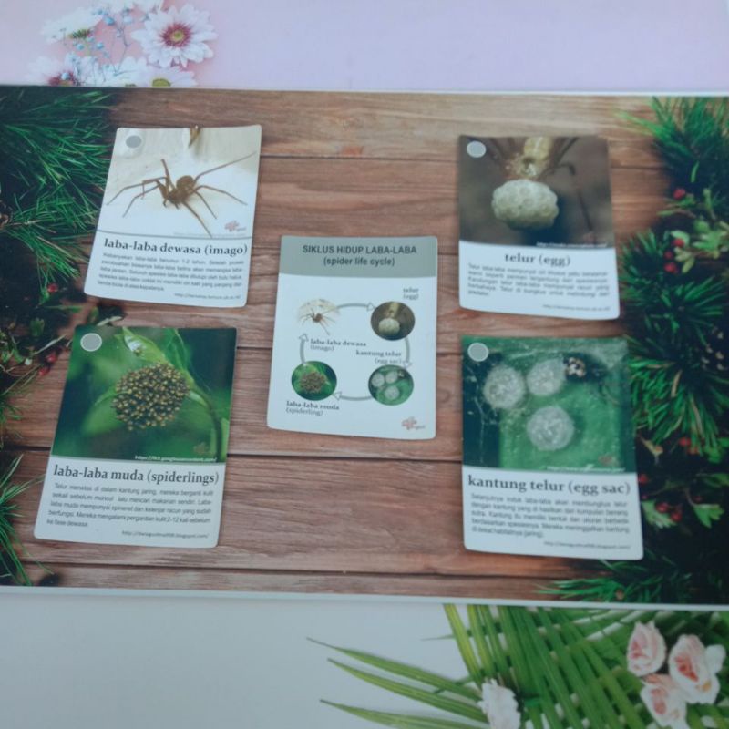 Kartu Edukasi Siklus Hidup Hewan Laba-Laba Coklat